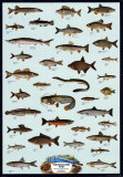 Buy Fish Freshwater at AllPosters.com