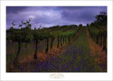 Buy Wendouree Cellar Vineyards at AllPosters.com