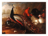 Buy Peacock and Pheasant at AllPosters.com