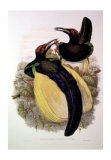 Gould Bird of Paradise IV