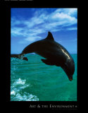 Bottlenose Dolphin