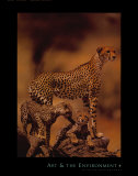 African Cheetah