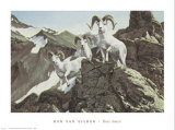Buy Dall Sheep at AllPosters.com