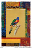 Australian Parrot