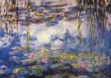 Water Lilies