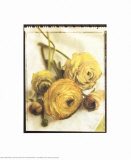 Ranunculus Bouquet