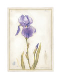 Purple Iris I Art Print