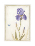 Purple Iris II Art Print