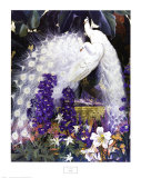 Peacocks
