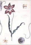 Buy Tulip III at AllPosters.com