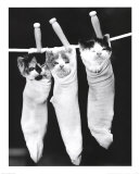 Pin Ups