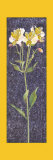 Buy Tigerlily at AllPosters.com