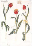 Buy Tulip I at AllPosters.com