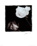 Two Roses
