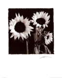 Buy Two Sunflowers at AllPosters.com