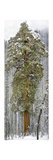 A Team of Scientists Measure a Giant Sequoia, Called the President Photographic Print