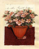 Buy Collage of Camellias at AllPosters.com