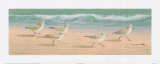 Beach Bunch