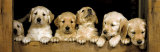 Golden Retrievers Puppies
