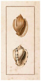 Conchology Cassis III