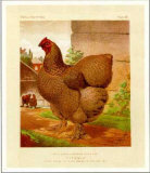 Poultry