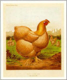 Blossom  Poultry