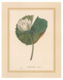 Buy Nymphea Lotus at AllPosters.com