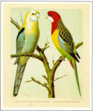Pale-Headed and Rose-Hill Parrots