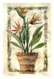 Buy Ave Del Paraiso at AllPosters.com
