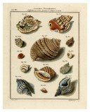 Conchylien Cabinet II