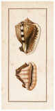 Conchology Cassis II