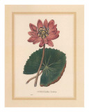 Buy Nymphea Rubra at AllPosters.com