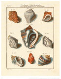 Conchylien Cabinet I