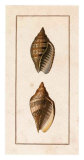 Conchology, Voluta II