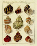 Conchylien Cabinet IV
