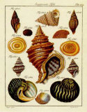 Conchylien Cabinet III