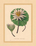 Buy Nymphea Versicolo at AllPosters.com