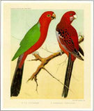 King and Pennant Parrots