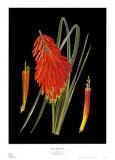 Buy Maui Midnight II at AllPosters.com