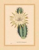 Buy Hexagonus at AllPosters.com