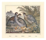 Buy Perdices at AllPosters.com
