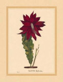 Buy Hybridus at AllPosters.com