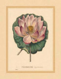 Buy Nelumbium at AllPosters.com