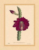 Buy Speciosissimus at AllPosters.com