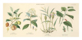 Buy Spice Plants I at AllPosters.com