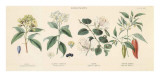 Buy Spice Plants II at AllPosters.com