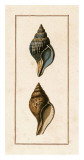 Conchology - Pyrula