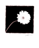 Zinnia