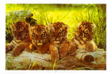 Buy Tiger Cubs at AllPosters.com