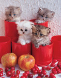 Cherry Cats